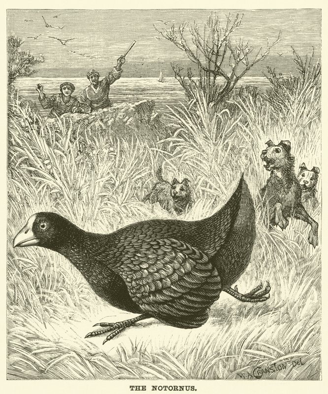 Le Notornis - English School