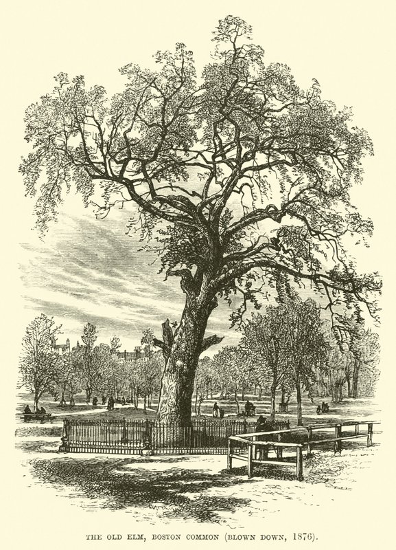 Le Vieil Orme, Boston Common, abattu en 1876 - English School