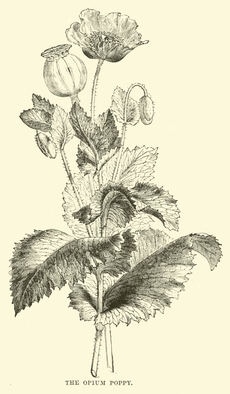 Le pavot à opium - English School