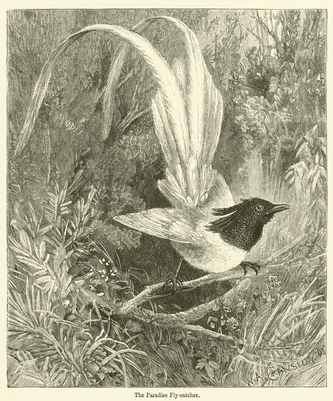 Le gobe-mouche du paradis (gravure) - English School