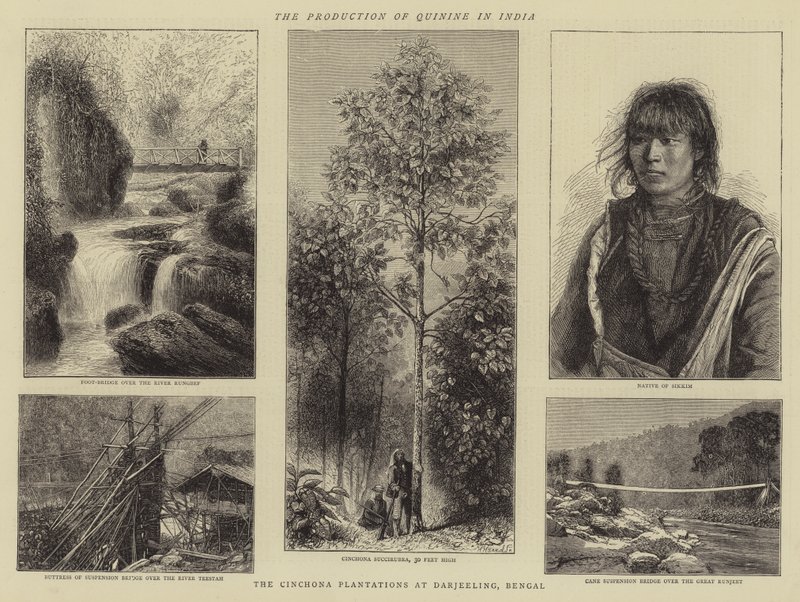 La production de quinine en Inde (gravure) - English School