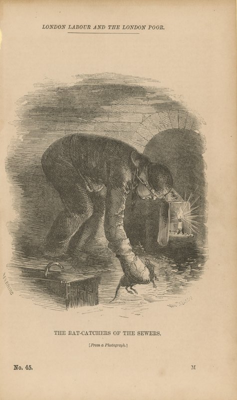 Les chasseurs de rats des égouts - English School