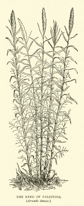 Roseau de Palestine, Arundo donax - English School