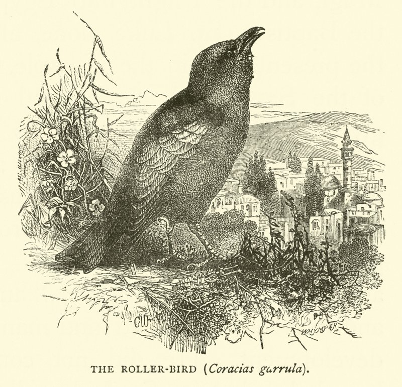 Le Rollier, Coracias garrulus - English School