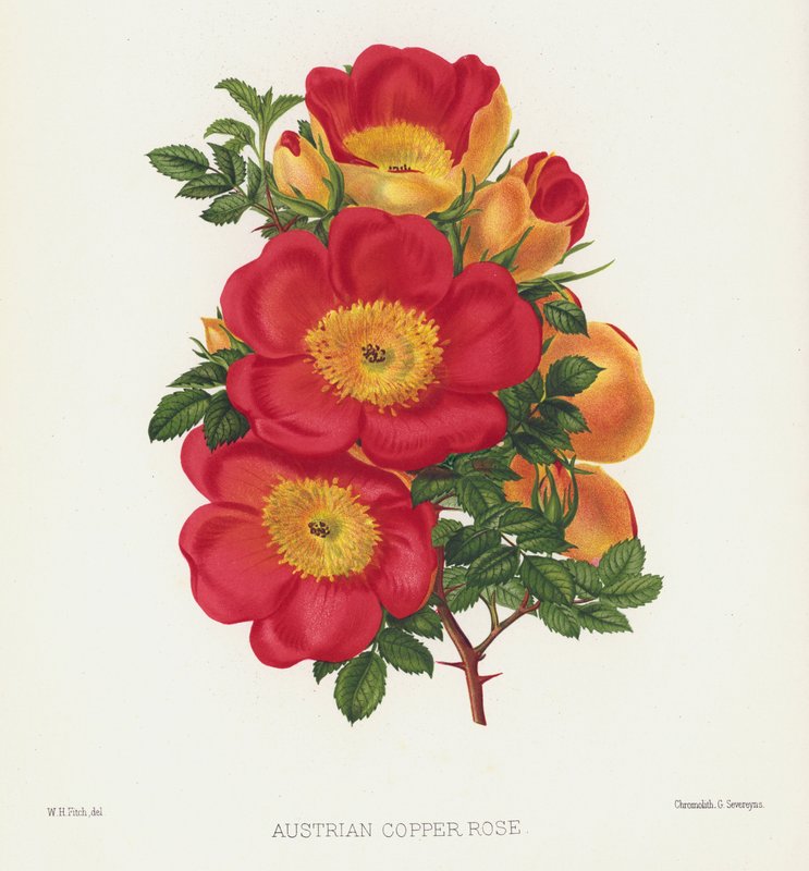 Le jardin des roses : Rose cuivre autrichienne - English School