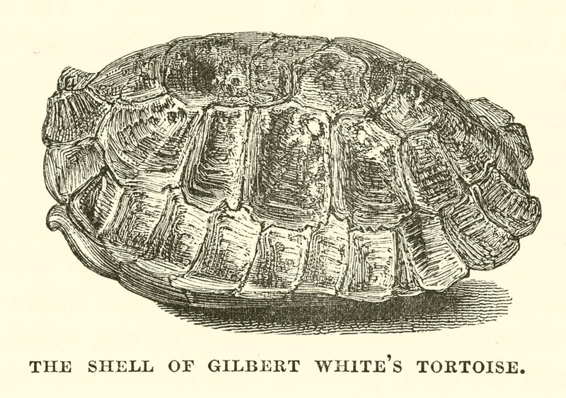 La carapace de la tortue de Gilbert White (gravure) - English School