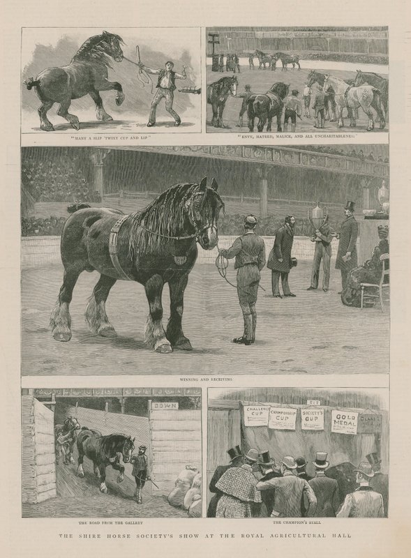 Le salon de la Shire Horse Society au Hall agricole royal - English School
