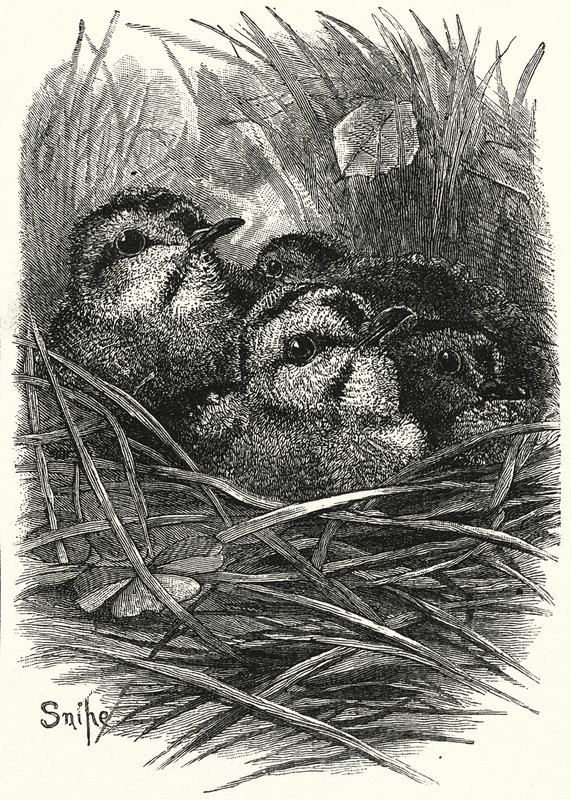 La famille de bécassines à la maison (gravure) - English School