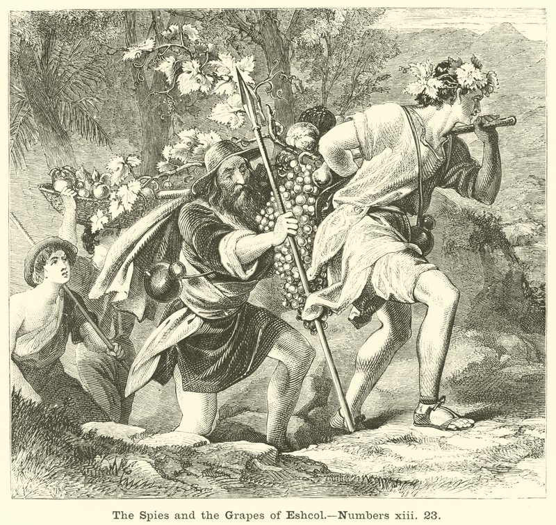 Les espions et les raisins d