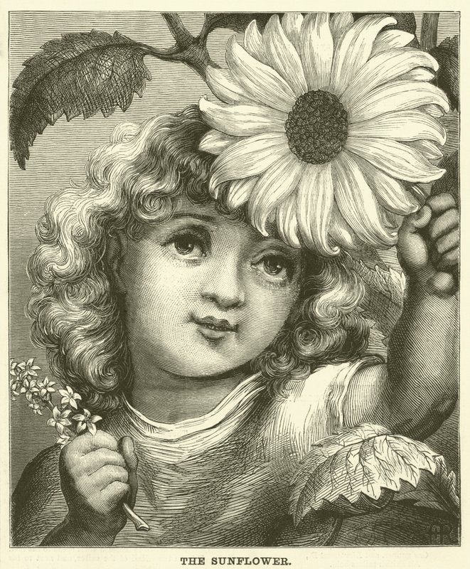 Le Tournesol (gravure) - English School