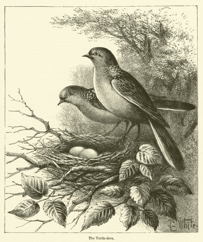La tourterelle (gravure) - English School