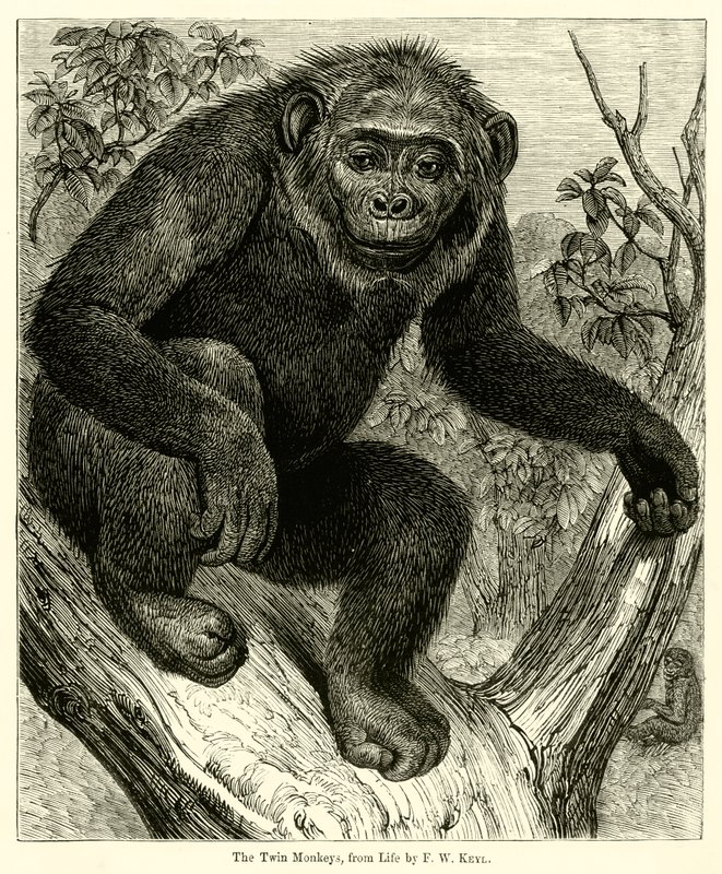 Les singes jumeaux, d