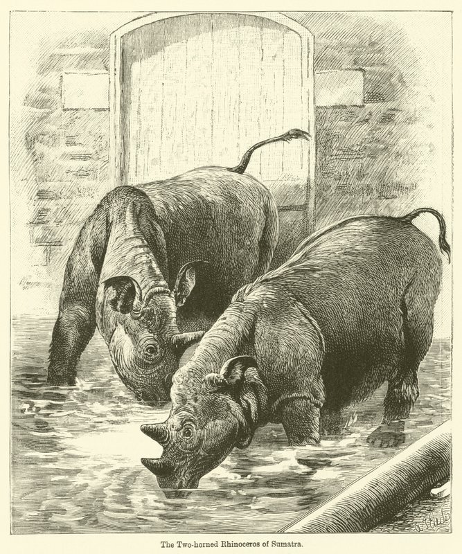 Le Rhinocéros à deux cornes de Sumatra - English School