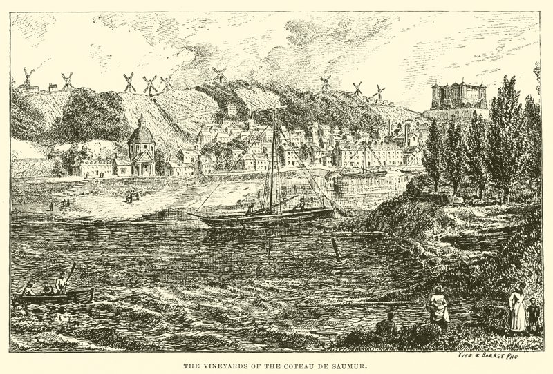 Les vignobles du Coteau de Saumur - English School