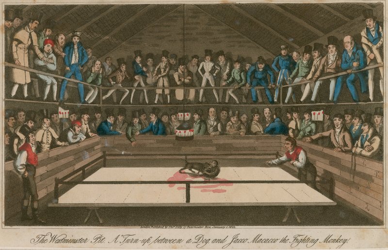 Le Westminster Pit : Une confrontation entre un chien et Jacco Macacco, le singe combattant - English School