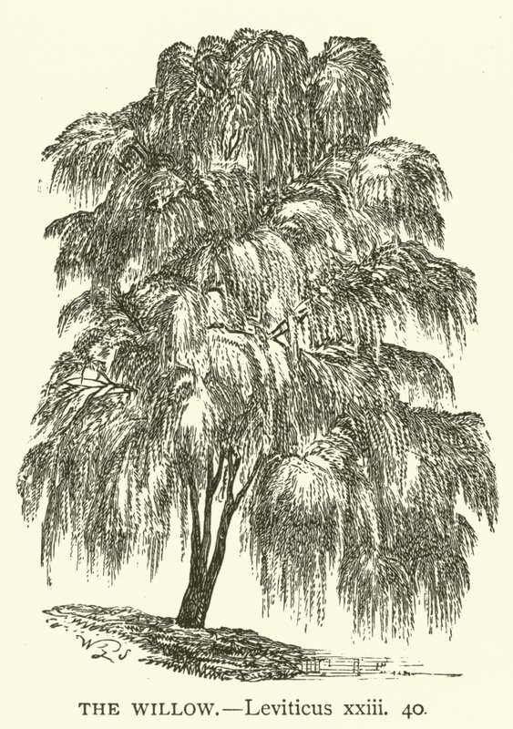 Le Saule, Lévitique, xxiii, 40 - English School