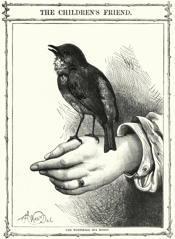 Le rouge-gorge de Woodhall Spa (gravure) - English School