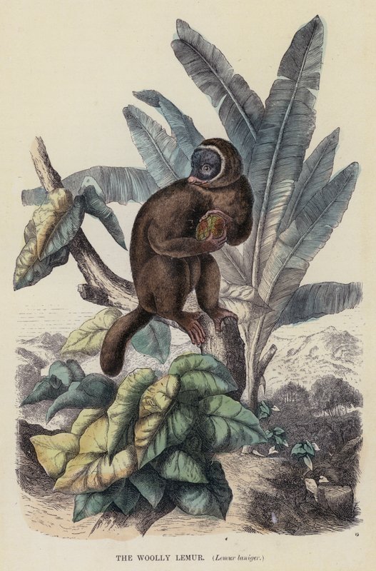 Le lémur laineux, Lemur laniger - English School