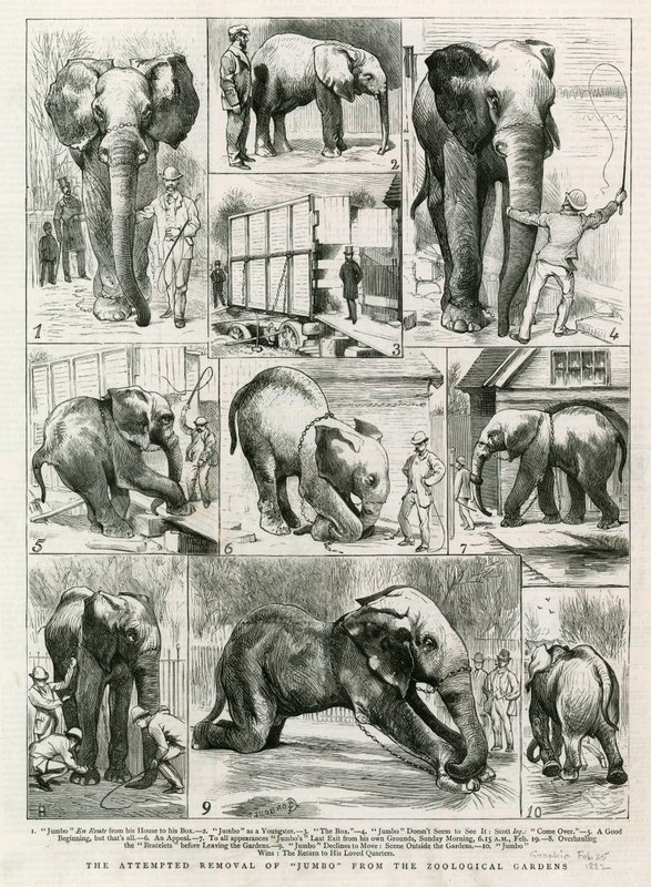 La tentative de déplacement de Jumbo des jardins zoologiques - English School