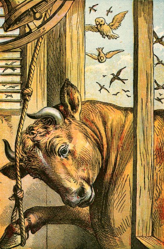 Le taureau sonnant la cloche - English School
