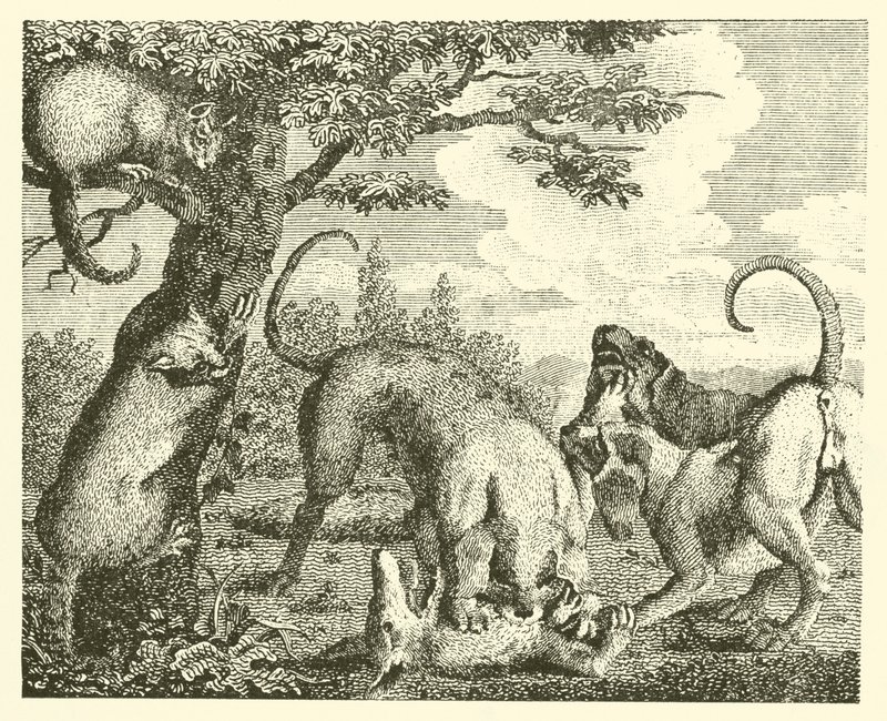 Le chat et le renard - English School