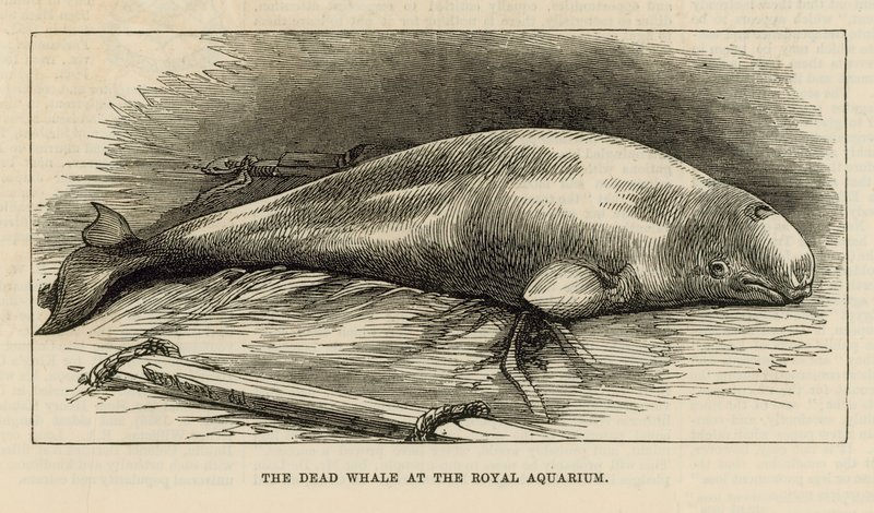 La baleine morte à l