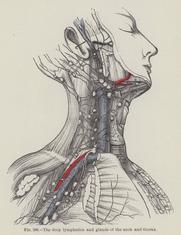 Les lymphatiques profonds et les glandes du cou et du thorax (gravure) - English School