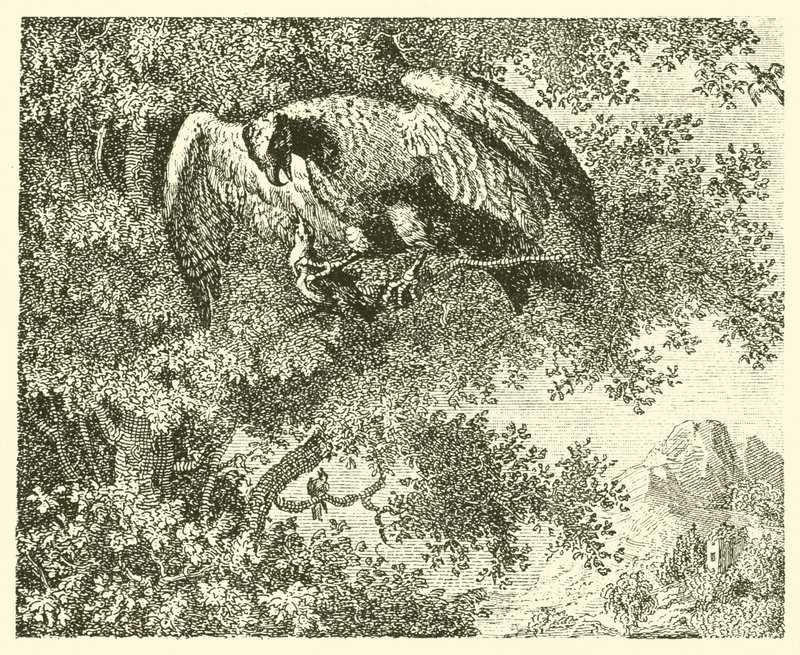 Le faucon et le rossignol (gravure) - English School