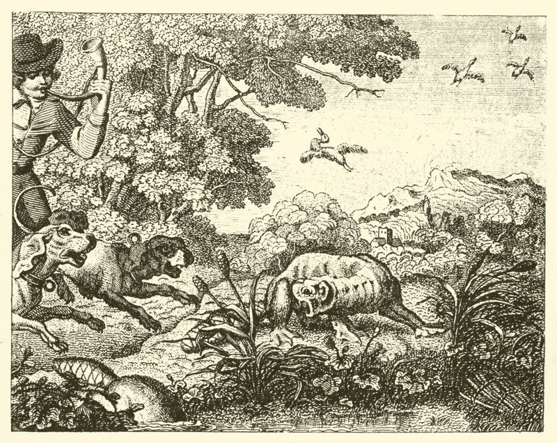 Le castor chassé (gravure) - English School