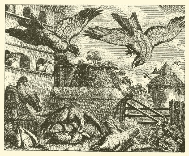 Le cerf-volant et les pigeons (gravure) - English School