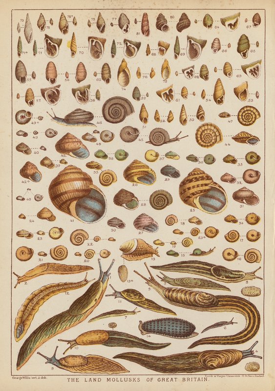 Les mollusques terrestres de Grande-Bretagne - English School