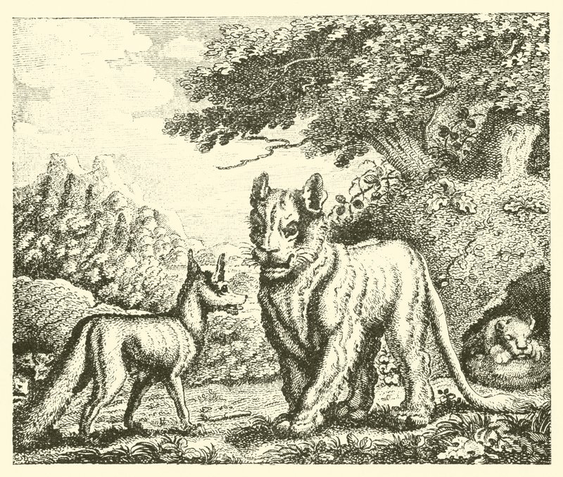 La lionne et le renard (gravure) - English School