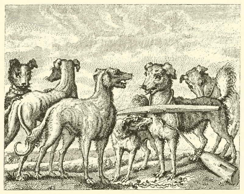 Le chien espiègle (gravure) - English School
