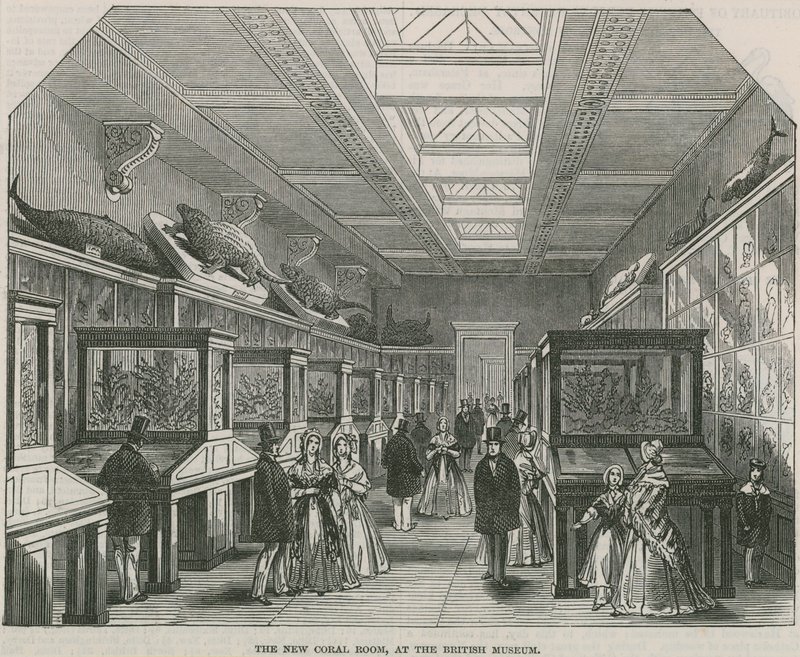 La nouvelle salle des coraux au British Museum - English School