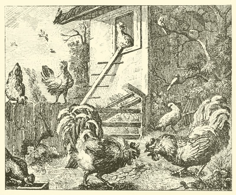 La perdrix et les coqs - English School