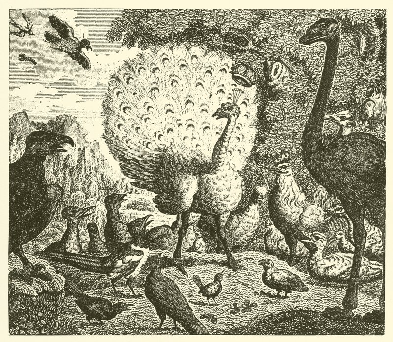 Le paon et la pie (gravure) - English School