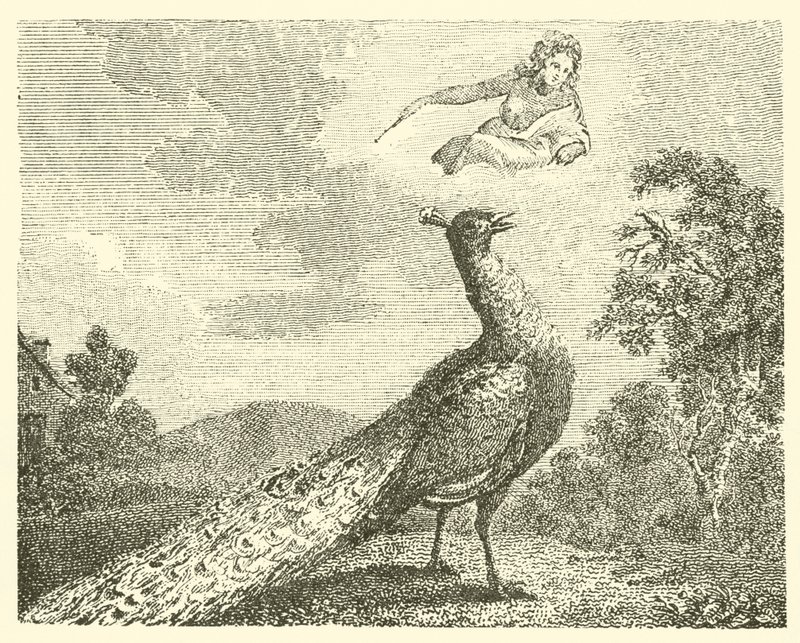 La plainte du paon (gravure) - English School