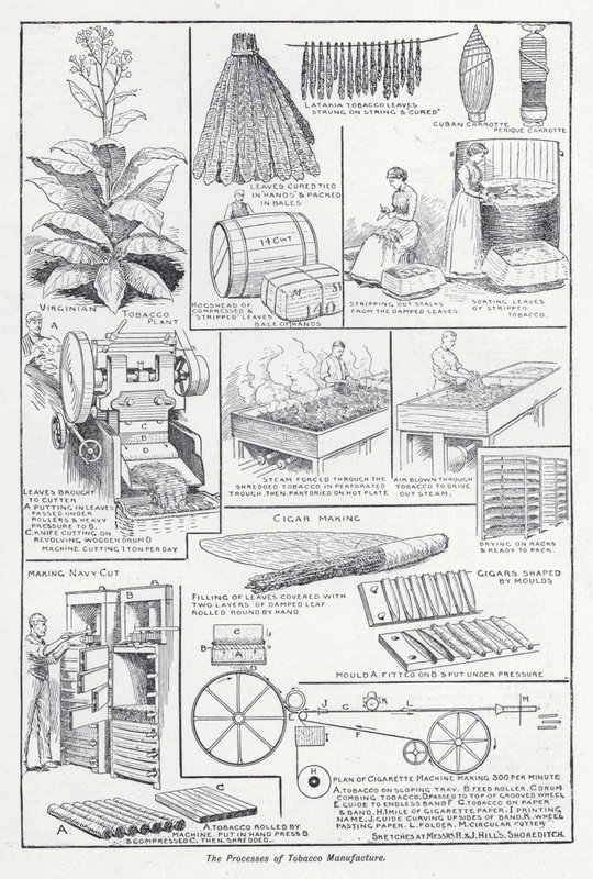 Les processus de fabrication du tabac - English School