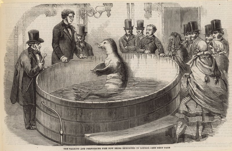 Le poisson parlant et performant actuellement exposé à Londres - English School