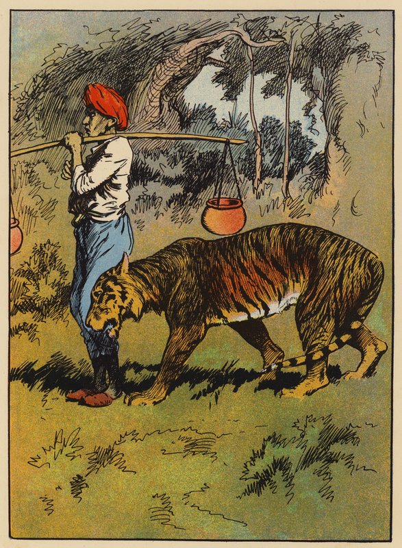 Le tigre se frotte contre la jambe de l