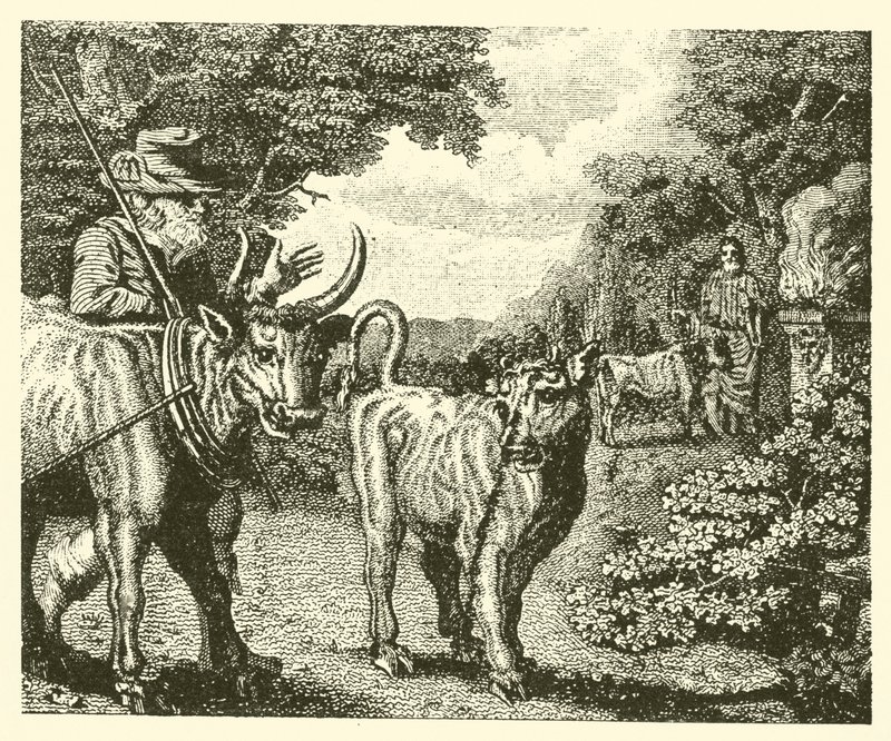 Le veau dévergondé (gravure) - English School