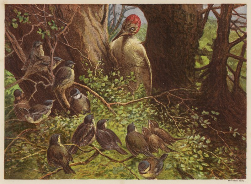 Le pic tapant sur le hêtre creux - English School