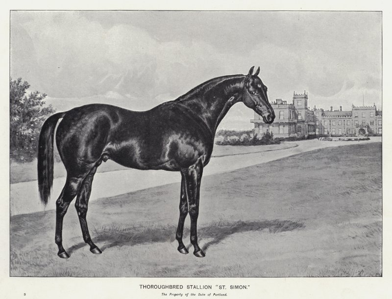 Étalon pur-sang "St Simon" - English School