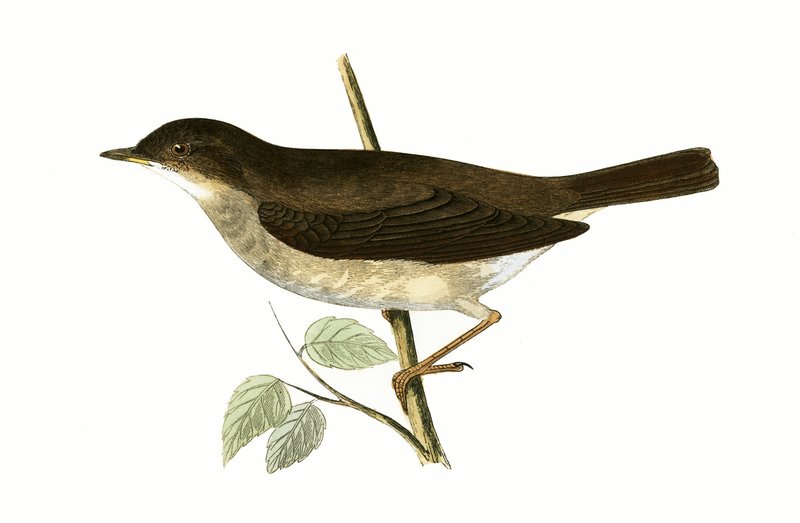 Rossignol, illustration de 