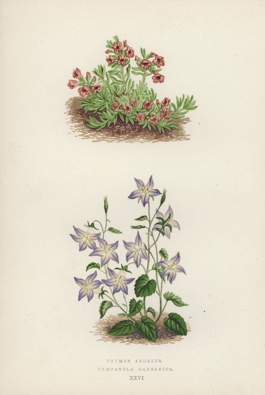 Thymus Azureus; Campanula Garganica - English School
