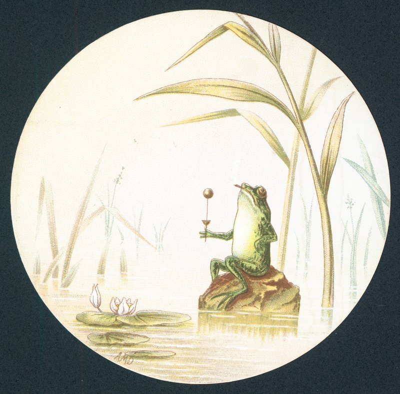 Crapaud assis sur un rocher dans l
