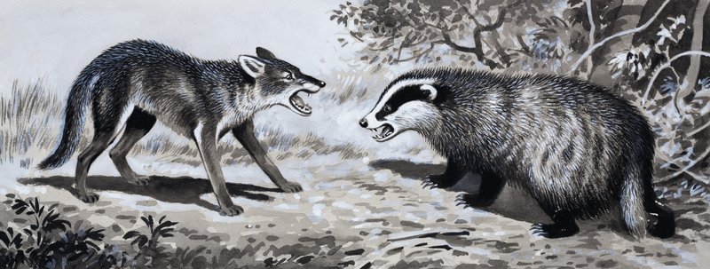 Dent et griffe : Animaux en combat - English School
