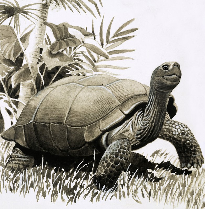 Tortue - English School