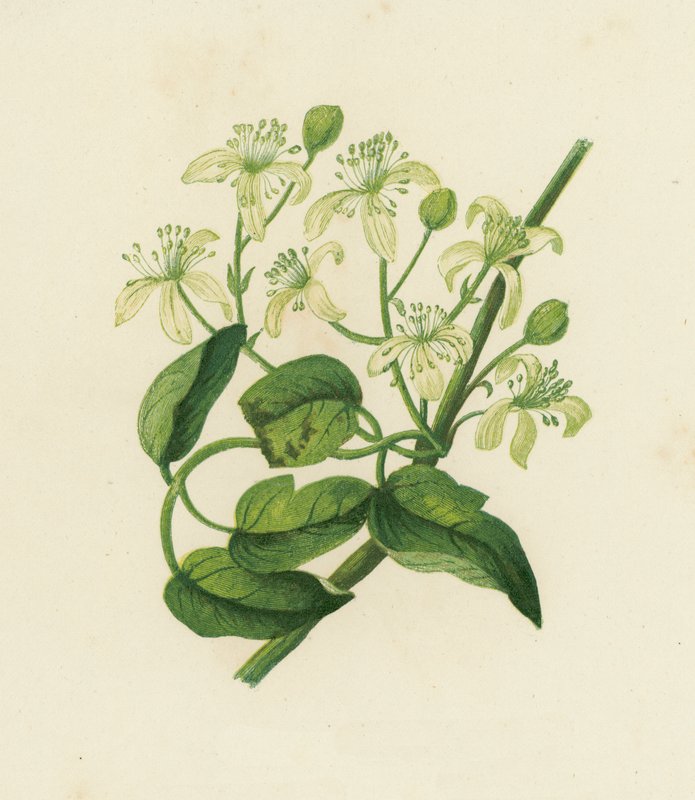 Clematis Vitalba (Clématite des haies) - English School