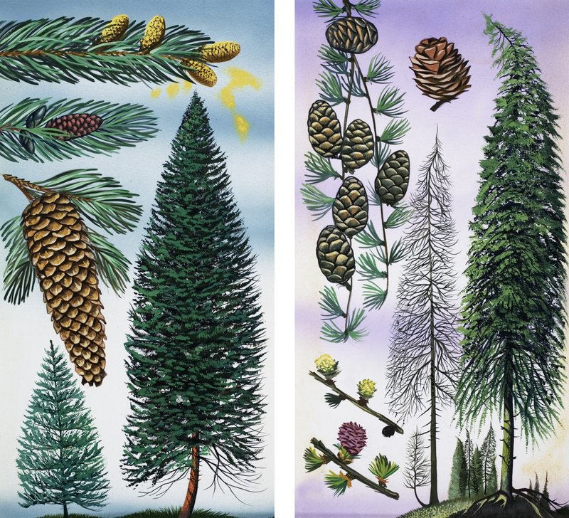 Arbres : Sapin de Douglas et Pin sylvestre - English School